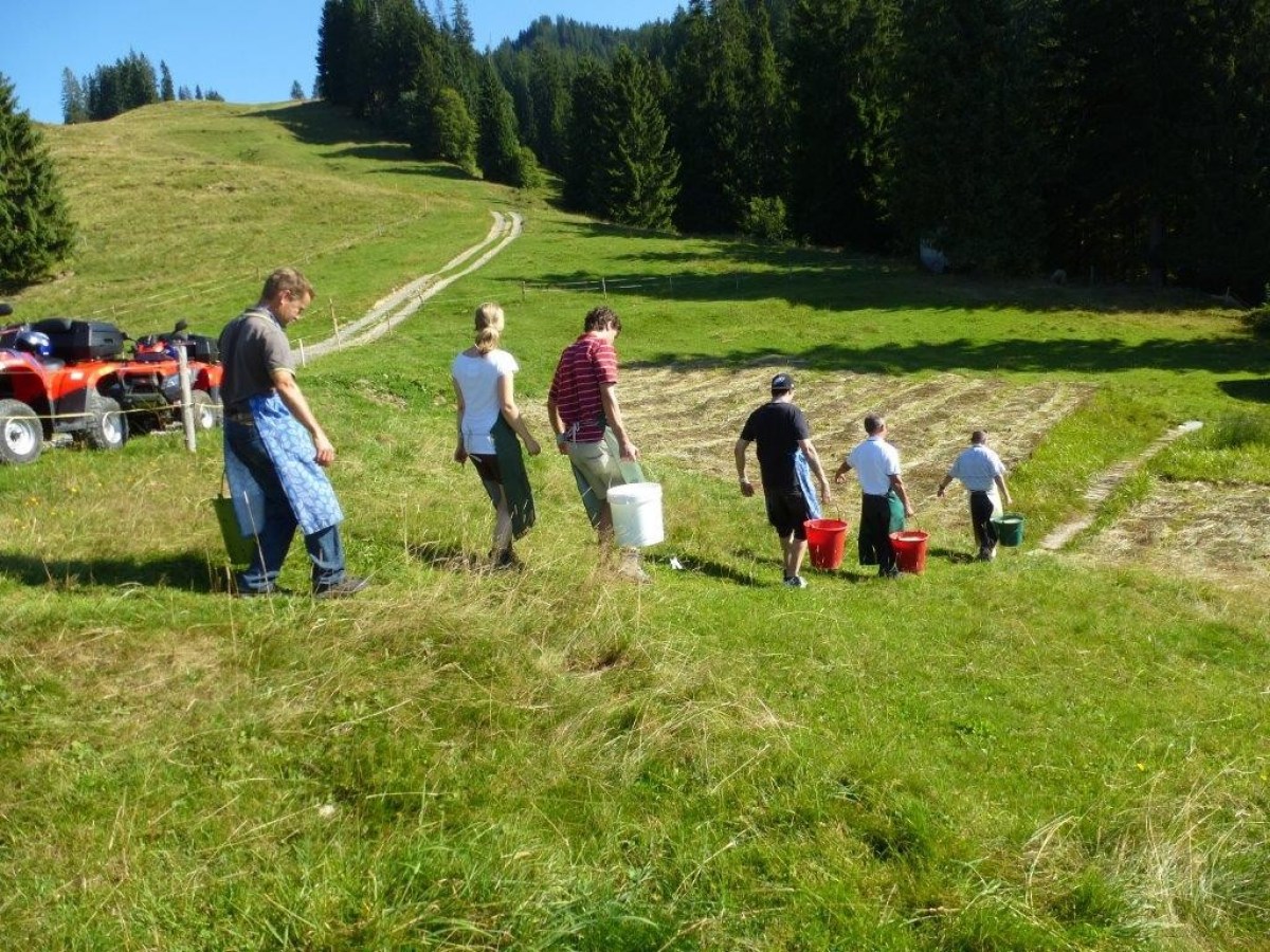 walking through a field with the food for the pigs