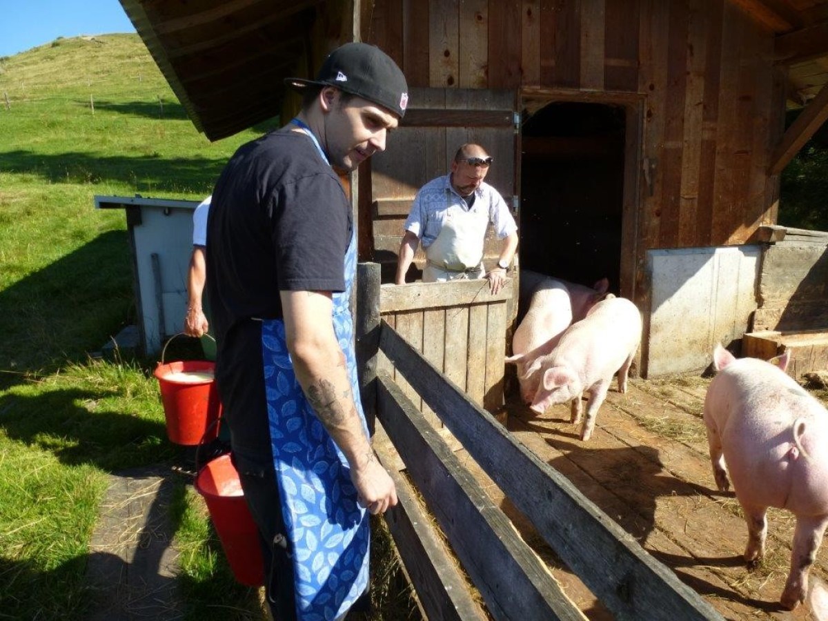 watching pigs eat