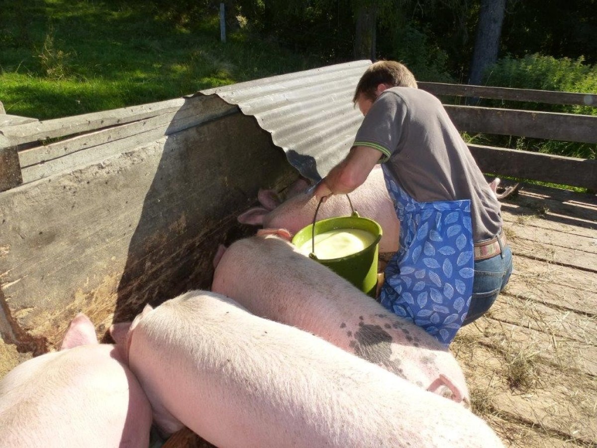 man giving food to pigs