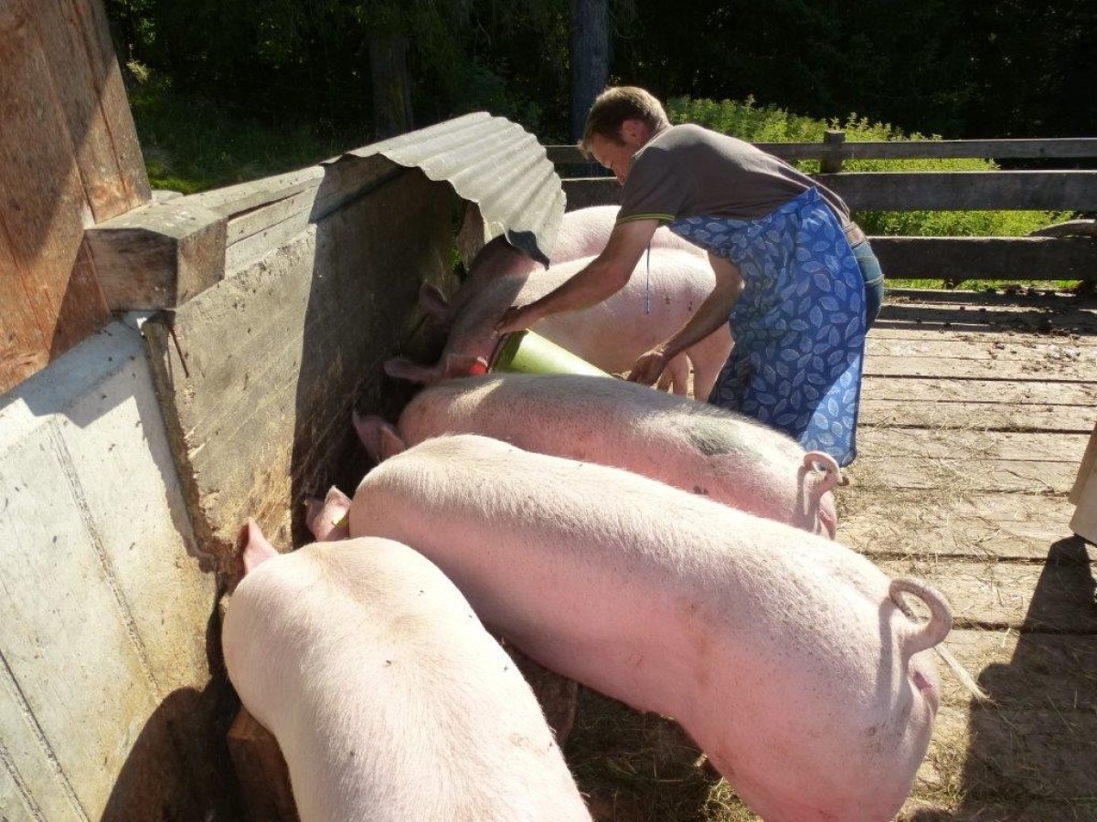 young man feeding pigs