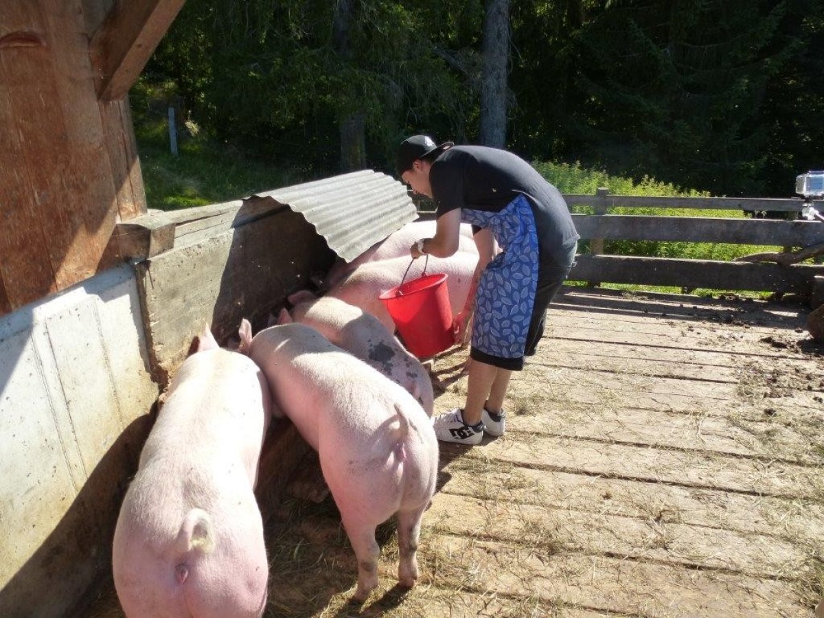 pigs eating