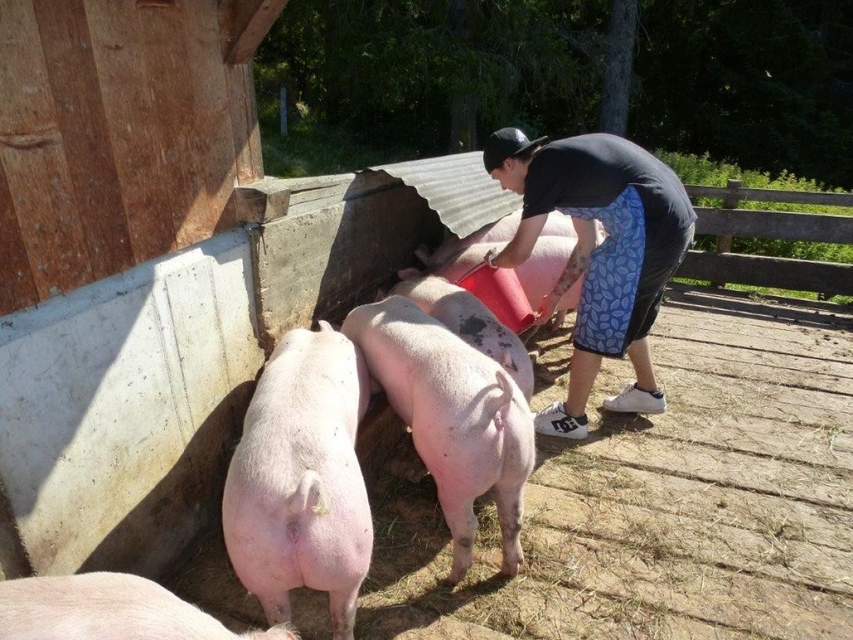 man on a black t-shirt feeding pigs