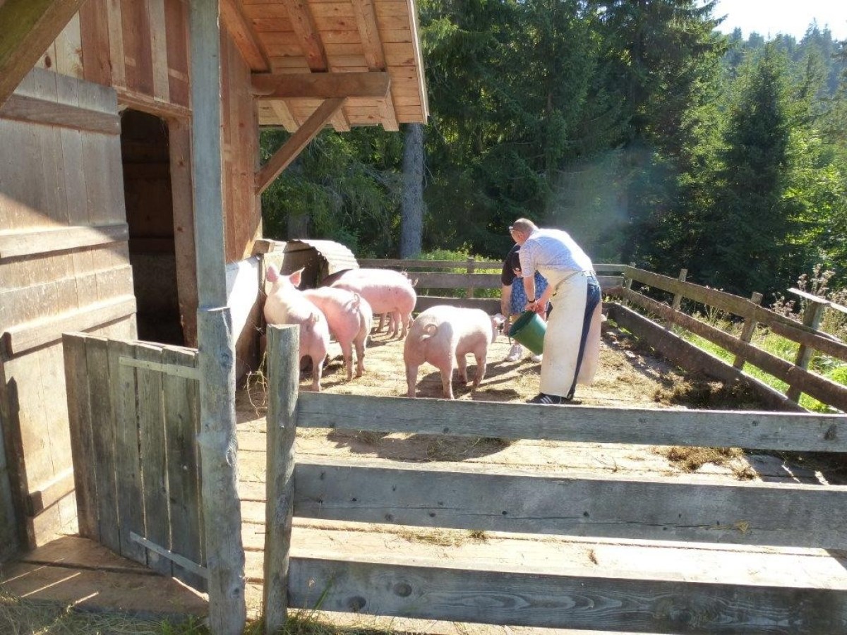 man feeding pigs